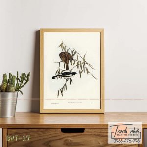 Tranh canvas vintage - Chim ăn mật (Melicophila picata) - BVT-17