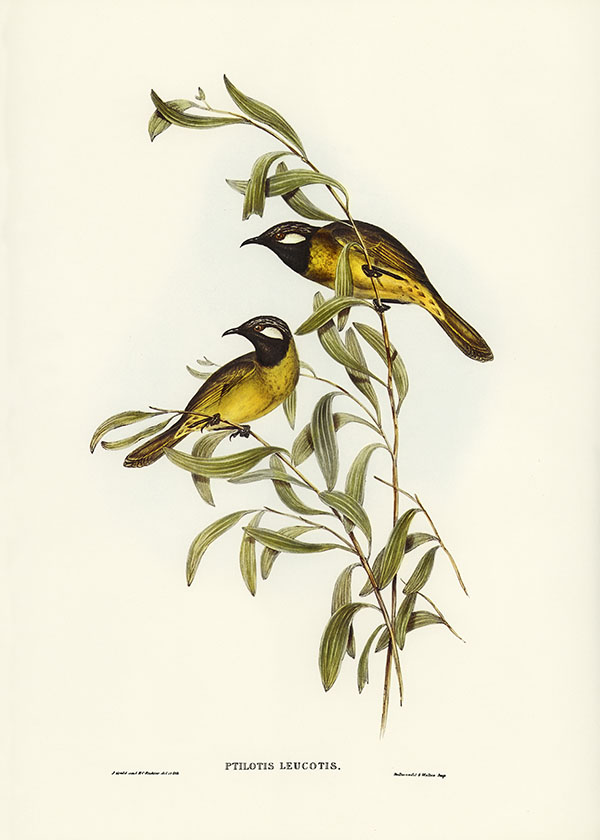 Tranh canvas vintage - Chim ăn mật (Ptilotis leucotis) - BVT-18 - Ảnh 3