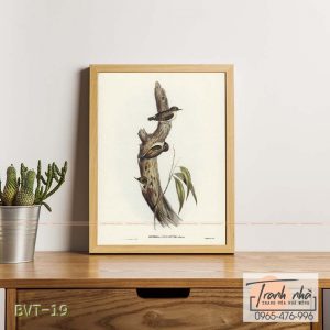 Tranh canvas vintage - Sittella cánh cam (Sittella chrysoptera) - BVT-19