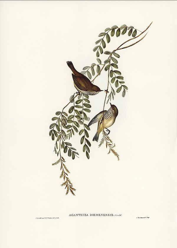 Tranh canvas vintage - Chim sẻ (Acanthiza Diemenensis) - BVT-20 - Ảnh 3