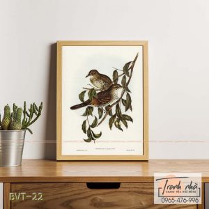 Tranh canvas vintage - Chim hoét (Oreocincla lunulata) - BVT-22