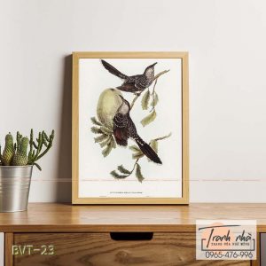 Tranh canvas vintage  - Chim ăn mật (Anthochaera mellivora) - BVT-23