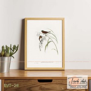 Tranh canvas vintage - Chim di (Donacola castaneothorax) - BVT-24
