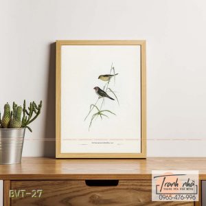 Tranh canvas vintage - Sẻ sao (Estrelda ruficauda) - BVT-27