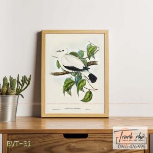 Tranh canvas vintage - Chim bồ câu (Carpophaga luctuosa) - BVT-31