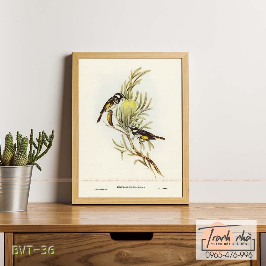 Tranh canvas vintage - Chim ăn mật (Meliphaga mystacalis) - BVT-36