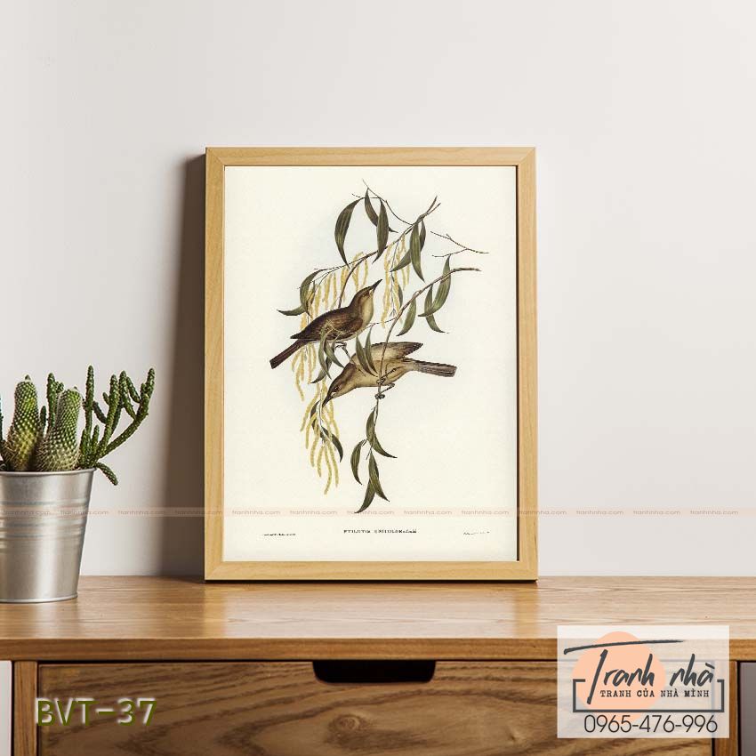Tranh canvas vintage - Chim ăn mật (Ptilotis unicolor) - BVT-37