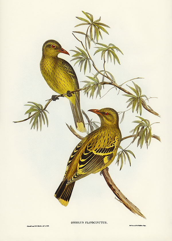 Tranh canvas vintage - Vàng anh (Oriolus flavocinctus) - BVT-38 - Ảnh 3