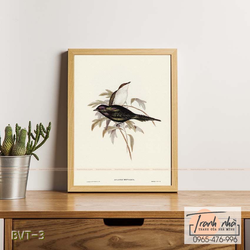 Tranh canvas vintage - Sáo Thái Bình Dương (Aplonis metallica) - BVT-3