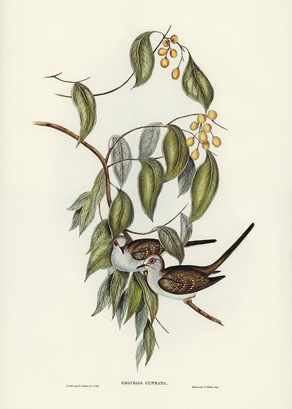 Tranh canvas vintage - Bồ câu (Geopelia cuneata) - BVT-4 - Ảnh 3