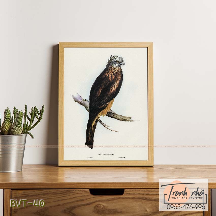 Tranh canvas vintage - Diều đuôi vuông (Milvus insures) - BVT-40