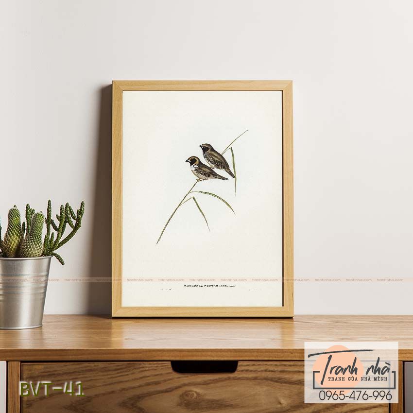 Tranh canvas vintage - Chim di (Donacola pectoralis) - BVT-41