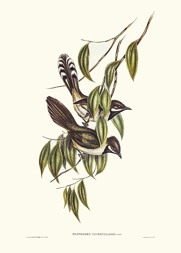 Tranh canvas vintage - Phường chèo vai trắng (Campephaga humeralis) - BVT-42 - Ảnh 3