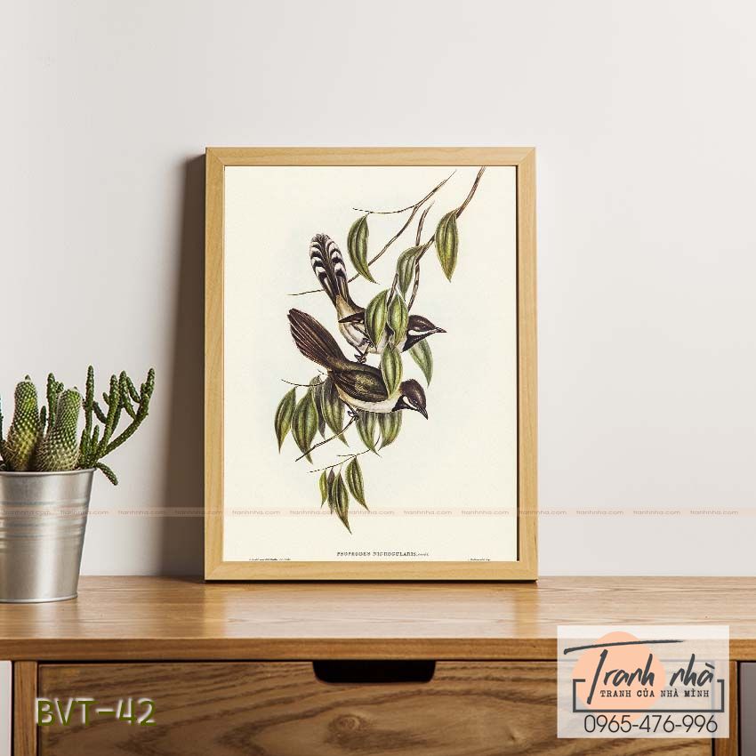 Tranh canvas vintage - Phường chèo vai trắng (Campephaga humeralis) - BVT-42