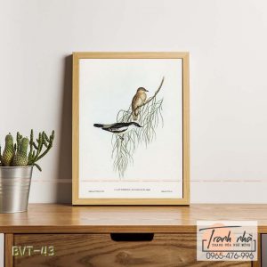 Tranh canvas vintage  - Chim sẻ (Psophodes nigrogularis) - BVT-43