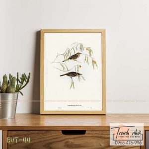 Tranh canvas vintage - Chim ăn mật (Ptilotis ornatus) - BVT-44
