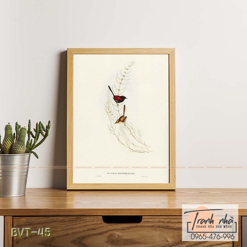 Tranh canvas vintage - Tiêu liêu (alurus Brownii) - BVT-45