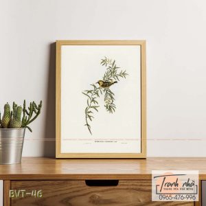 Tranh canvas vintage  - Chim ăn mật (Ephthianura aurifrons) - BVT-46