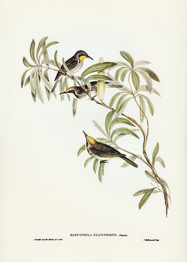 Tranh canvas vintage - Chim ăn mật (Glyciphila fulvifrons) - BVT-49 - Ảnh 3