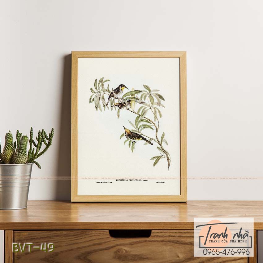 Tranh canvas vintage - Chim ăn mật (Glyciphila fulvifrons) - BVT-49