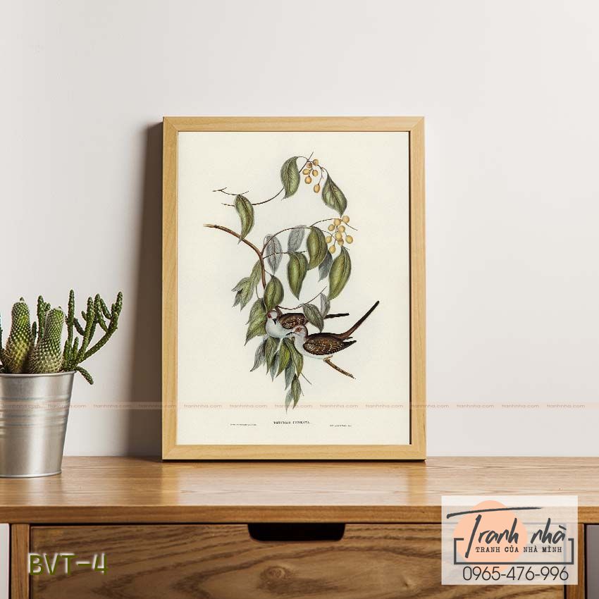 Tranh canvas vintage - Bồ câu (Geopelia cuneata) - BVT-4