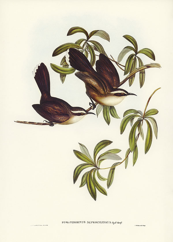 Tranh canvas vintage - Họa mi đất mày trắng (Pomatorhinus superciliosus) - BVT-51 - Ảnh 3