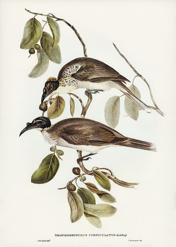 Tranh canvas vintage - Chim ăn mật (Tropidorhynchus corniculatus) - BVT-53 - Ảnh 3