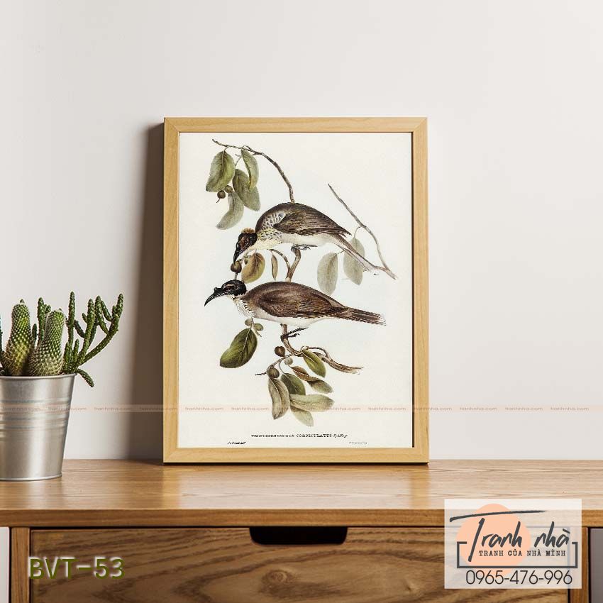 Tranh canvas vintage - Chim ăn mật (Tropidorhynchus corniculatus) - BVT-53