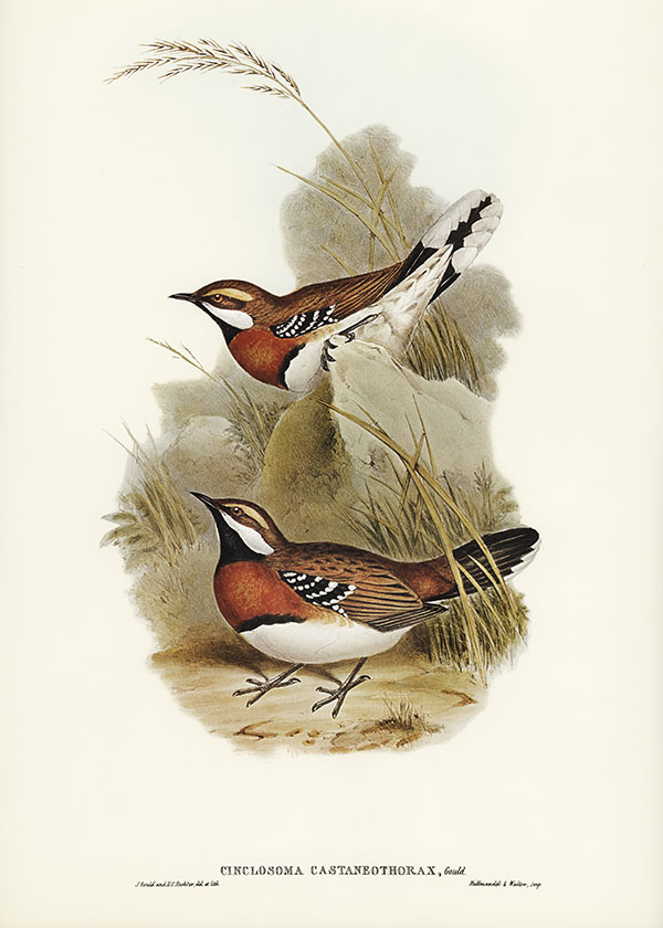 Tranh canvas vintage - Chim sẻ (Cinclosoma castaneothorax) - BVT-54 - Ảnh 3