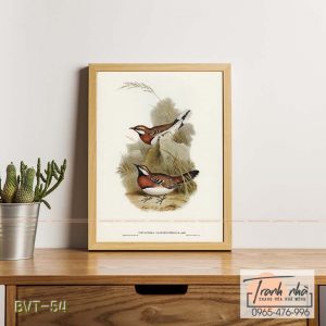 Tranh canvas vintage  - Chim sẻ (Cinclosoma castaneothorax) - BVT-54