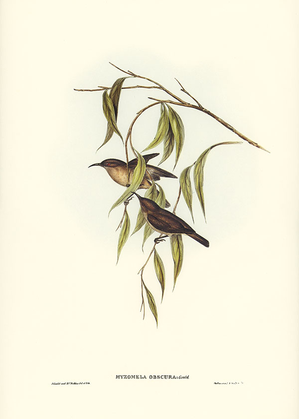 Tranh canvas vintage - Chim ăn mật (Myzomela obscura) - BVT-55 - Ảnh 3