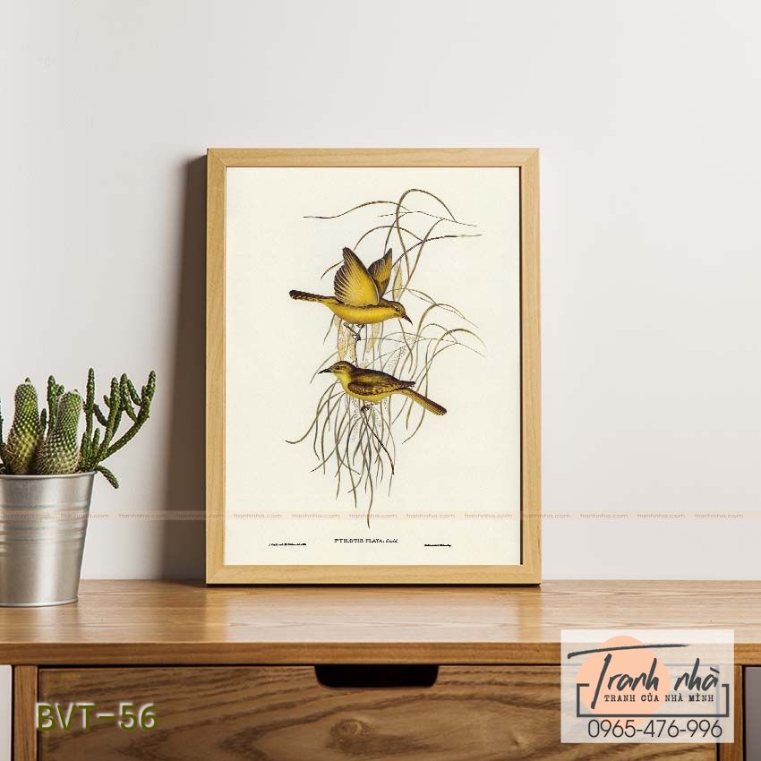 Tranh canvas vintage - Chim ăn mật (Ptilotis flava) - BVT-56