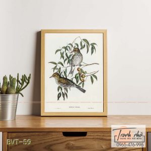 Tranh canvas vintage - Vàng anh (Oriolus viridis) - BVT-59