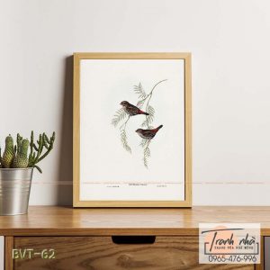 Tranh canvas vintage  - Chim di mỏ sáp (Estrilda) - BVT-62