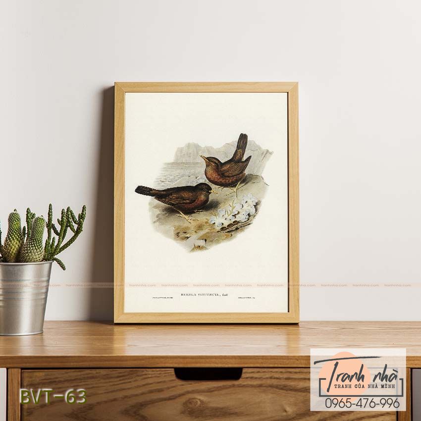 Tranh canvas vintage - Chim sẻ (Merula vinitincta) - BVT-63
