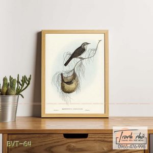 Tranh canvas vintage - Chim ăn mật (Plectorhyncha lanceolata) - BVT-64