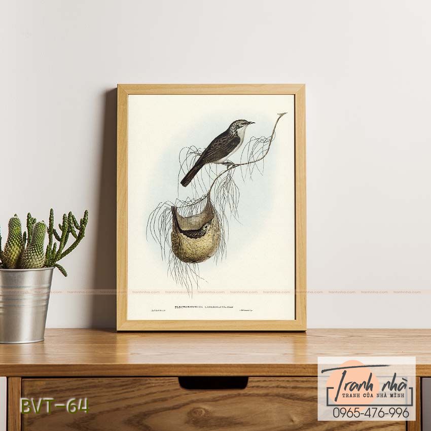 Tranh canvas vintage - Chim ăn mật (Plectorhyncha lanceolata) - BVT-64