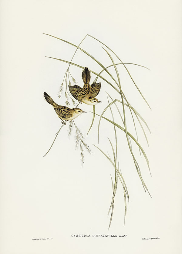 Tranh canvas vintage - Chim sẻ (Cysticola lineocapilla) - BVT-65 - Ảnh 3