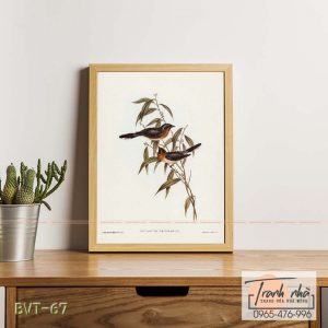 Tranh canvas vintage  - Đớp ruồi (Monarcha trivirgata) - BVT-67