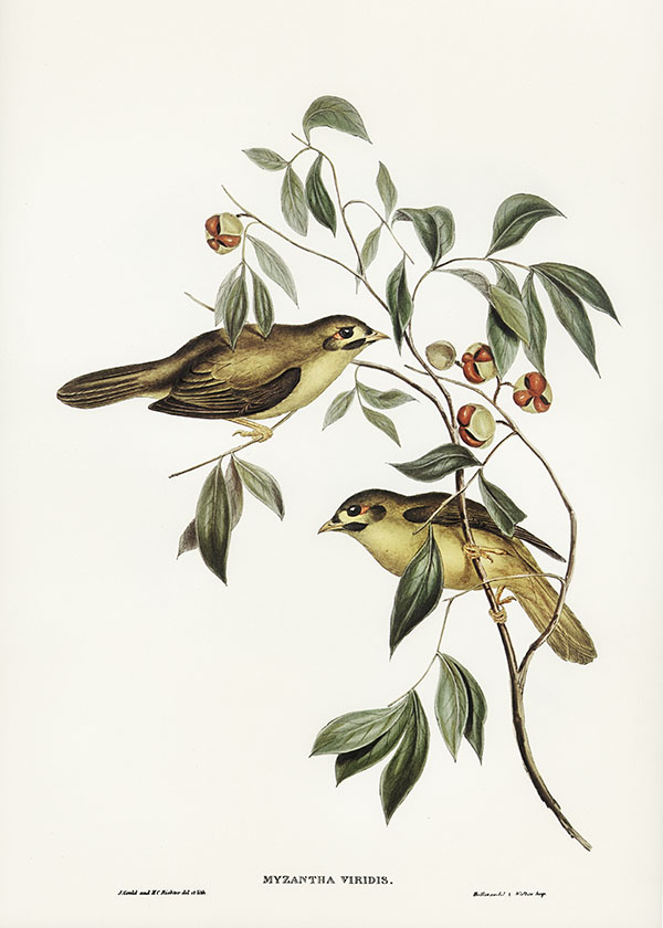 Tranh canvas vintage - Chim ăn mật (Myzantha melanophrys) - BVT-68 - Ảnh 3