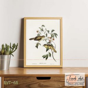 Tranh canvas vintage - Chim ăn mật (Myzantha melanophrys) - BVT-68