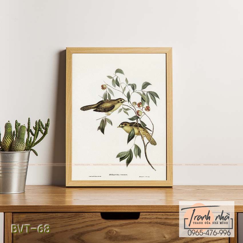 Tranh canvas vintage - Chim ăn mật (Myzantha melanophrys) - BVT-68