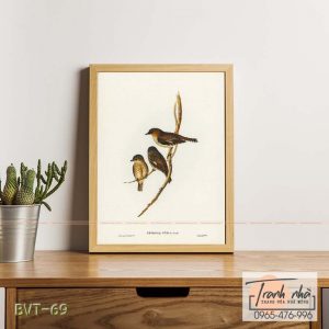 Tranh canvas vintage  - Chim sẻ (Petroica fusca) - BVT-69