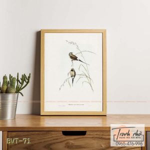Tranh canvas vintage  - Chim long cơ (Poephila acuticauda) - BVT-71