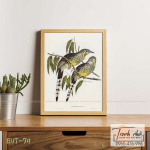 Tranh canvas vintage  - Chim ăn mật (Anthochaera inauris) - BVT-74