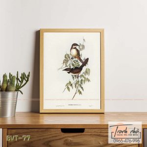 Tranh canvas vintage  - Chim sẻ (Atrichia clamosa) - BVT-77