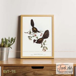 Tranh canvas vintage  - Chim sẻ (Psophodes crepitans) - BVT-78