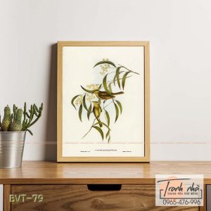Tranh canvas vintage - Chim ăn mật (Ptilotis penicillatus) - BVT-79