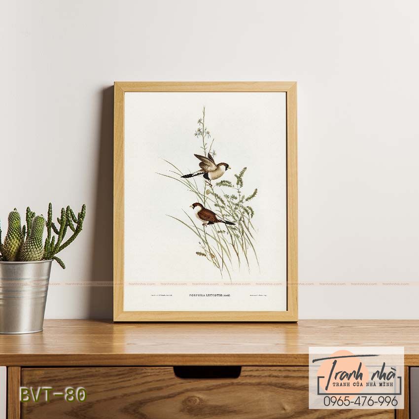 Tranh canvas vintage - Chim di (Poephila leucotis) - BVT-80
